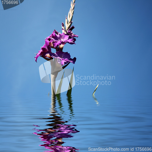 Image of Close-up of a purple gladioli  