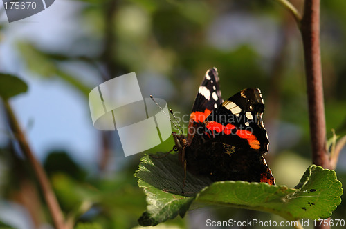 Image of Butterfly # 1d