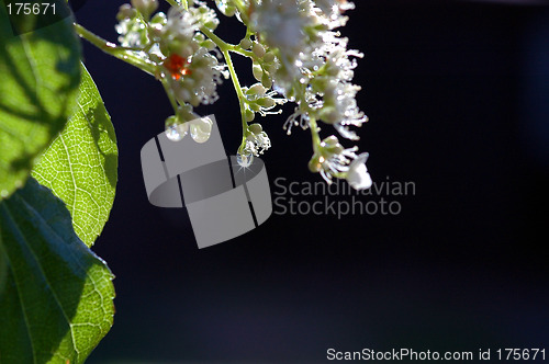 Image of Wet flowers