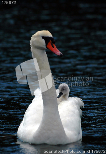 Image of Swan with children # 4