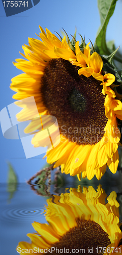 Image of beatiful sunflower