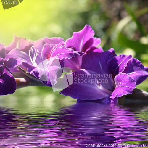 Image of gladiolus in the water