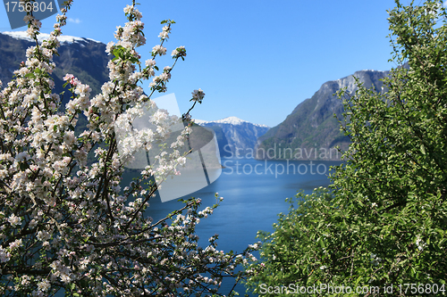 Image of Flowering tree by the fjord.