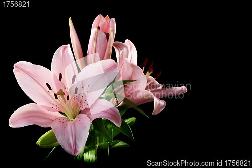 Image of Beautiful bouquet of pink lilies.