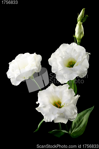 Image of Bouquet of white flowers on a black background. 
