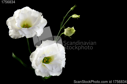 Image of Two beautiful white flower.