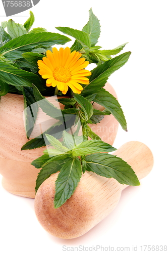Image of Medicinal herbs in mortar on a white background.