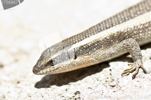 Image of Closeup shot of a lizard