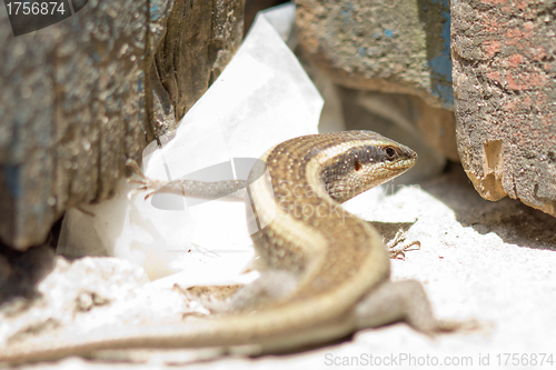 Image of Closeup shot of a lizard