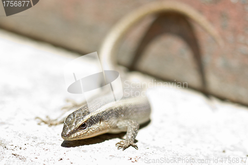 Image of Closeup shot of a lizard