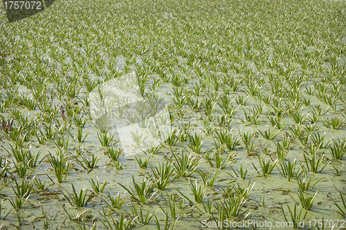 Image of The surface of the marshy lake