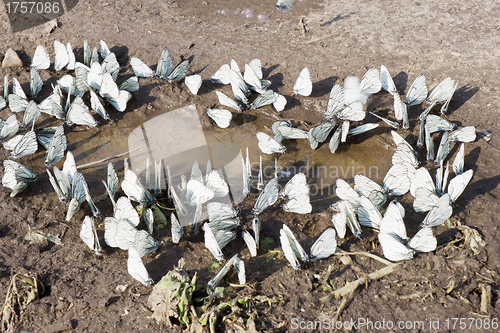 Image of Butterflies near the water