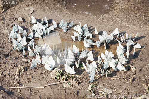 Image of Butterflies near the water