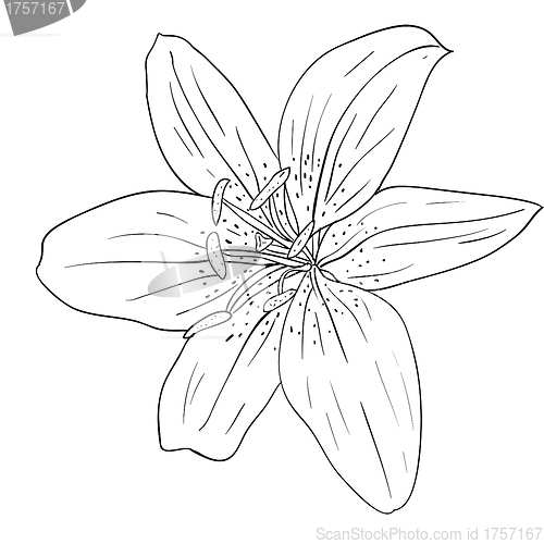 Image of floral design element and hand-drawn , vector illustration