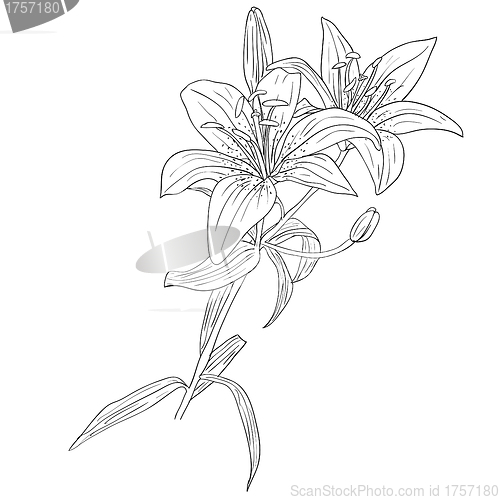 Image of floral design element and hand-drawn , vector illustration