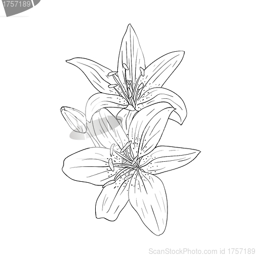 Image of floral design element and hand-drawn , vector illustration