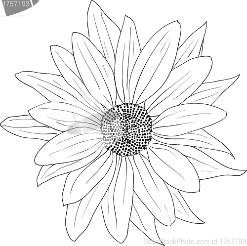 Image of floral design element and hand-drawn , vector illustration