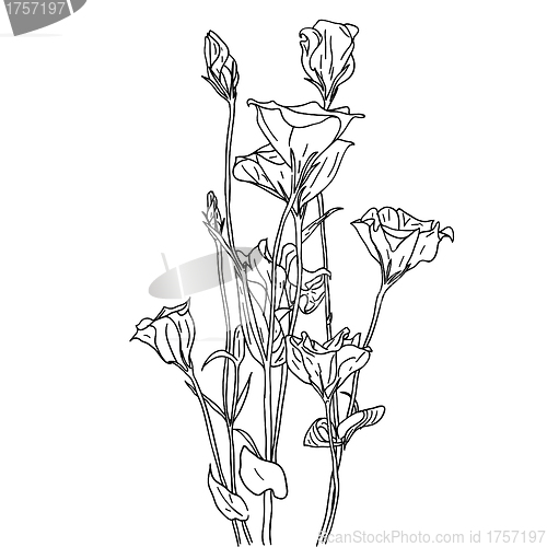 Image of floral design element and hand-drawn , vector illustration