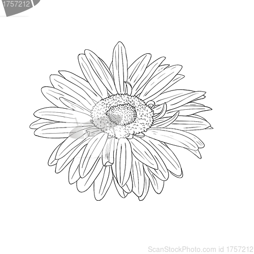 Image of floral design element and hand-drawn , vector illustration