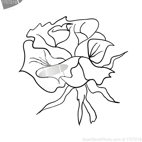 Image of floral design element and hand-drawn , vector illustration