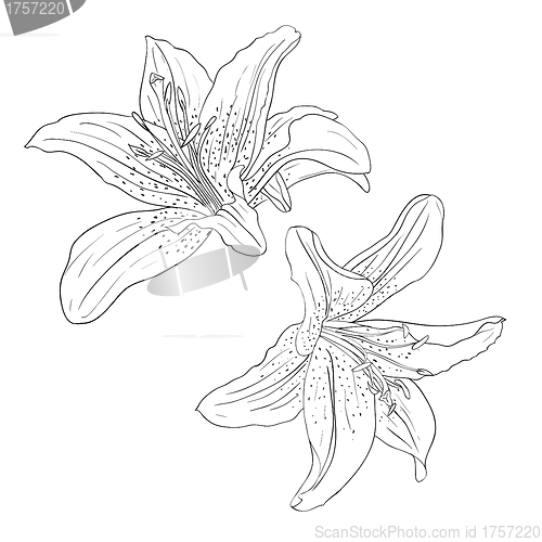 Image of floral design element and hand-drawn , vector illustration