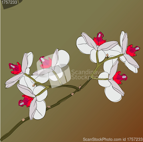 Image of twig blossoming orchids on a background