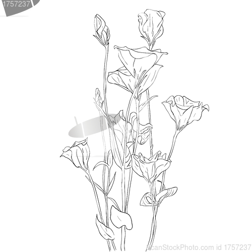 Image of floral design element and hand-drawn , vector illustration