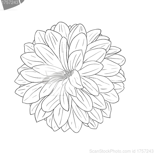 Image of floral design element and hand-drawn , vector illustration