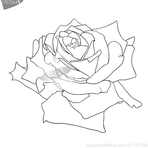 Image of floral design element and hand-drawn , vector illustration