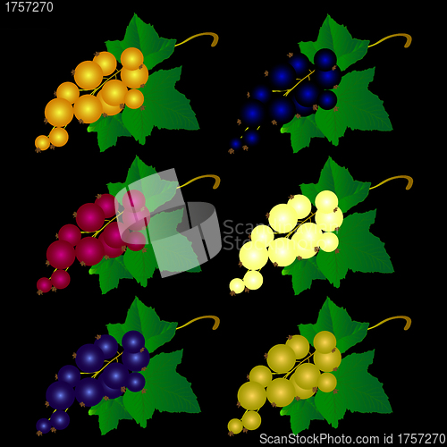 Image of  currant of different colors
