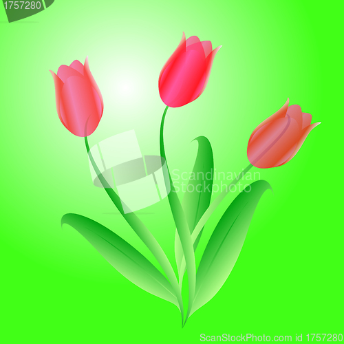 Image of Vector bouquet from three beautiful tulips