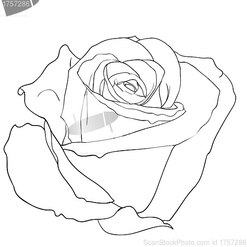 Image of floral design element and hand-drawn , vector illustration