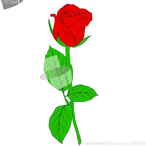 Image of One red Rose in hand drawn style