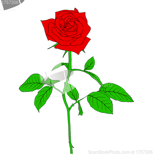 Image of One red Rose in hand drawn style