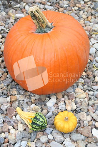 Image of Pumpkins, big and small