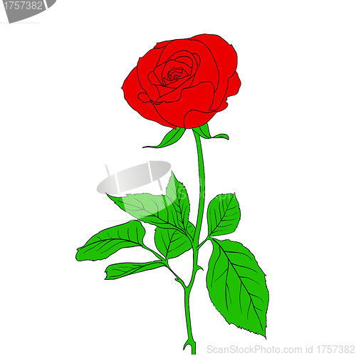 Image of One red Rose in hand drawn style