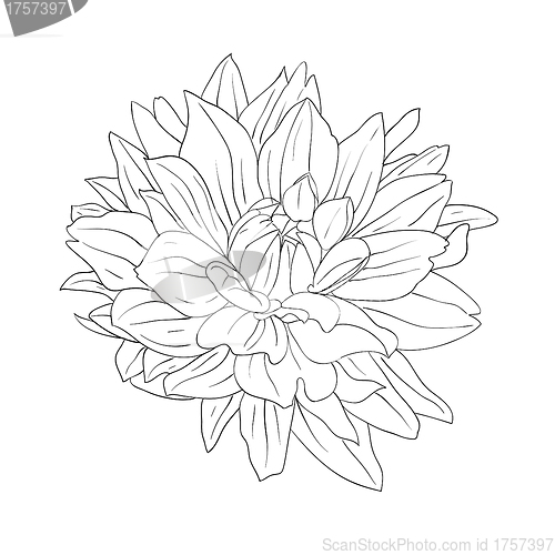 Image of floral design element and hand-drawn , vector illustration