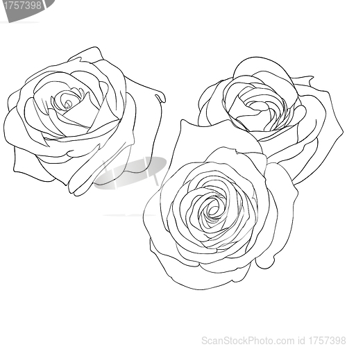 Image of floral design element and hand-drawn , vector illustration