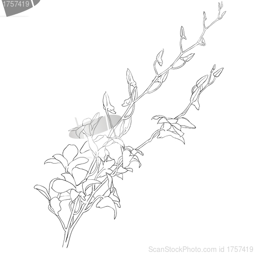 Image of Background with blooming flowers