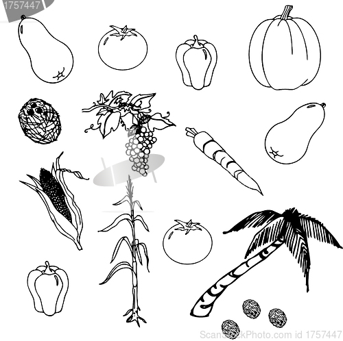 Image of Vegetables set in the vector
