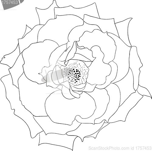 Image of floral design element and hand-drawn , vector illustration