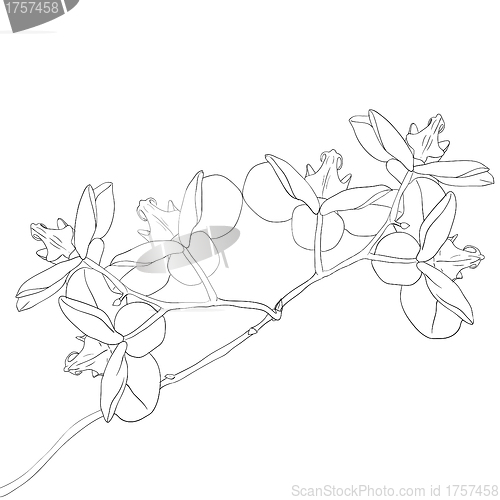 Image of Vector illustration of orchid flower 