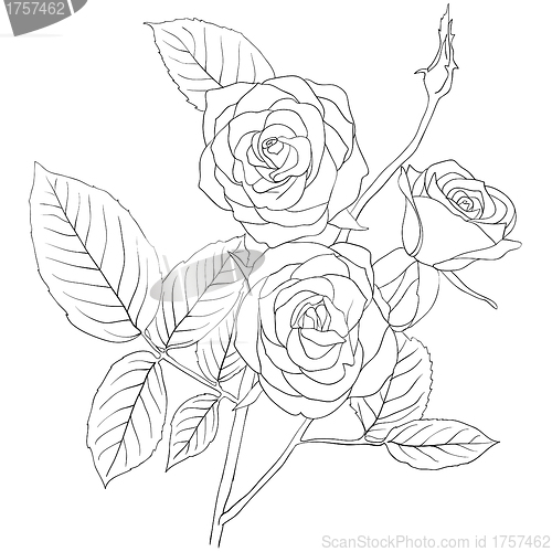 Image of hand drawing illustration of a  bouquet of roses 