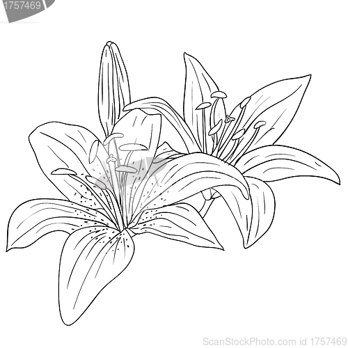 Image of floral design element and hand-drawn , vector illustration