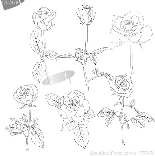 Image of Set of in hand drawn style roses. 