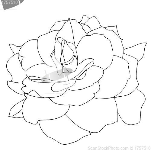 Image of floral design element and hand-drawn , vector illustration