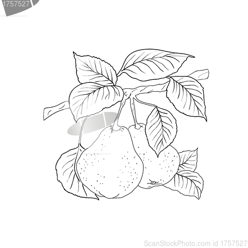 Image of Two mature yellow pears with leaves on a branch