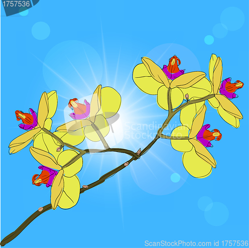Image of twig blossoming orchids on a background