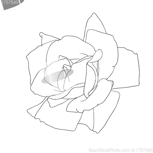 Image of floral design element and hand-drawn , vector illustration