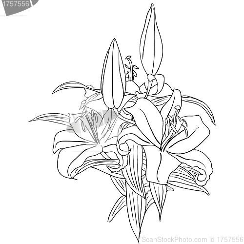 Image of floral design element and hand-drawn , vector illustration